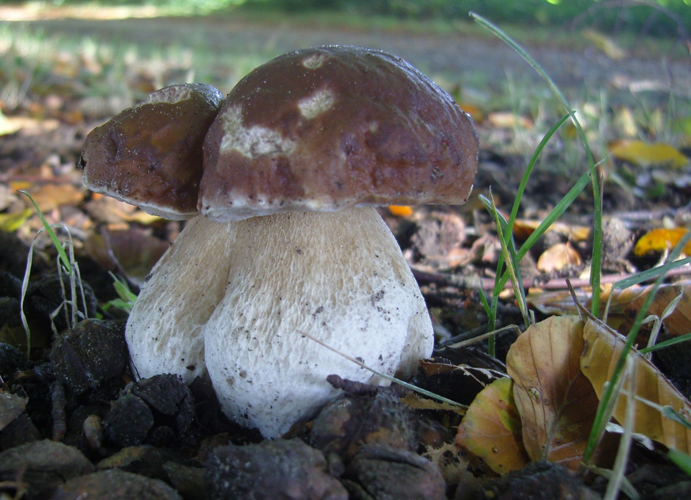 Boletus edulis Bull., 1782 &copy; Tjerk Nawijn