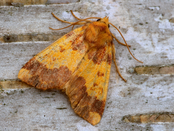 Tiliacea aurago (Denis & Schiffermüller, 1775) &copy; Henk van Woerden