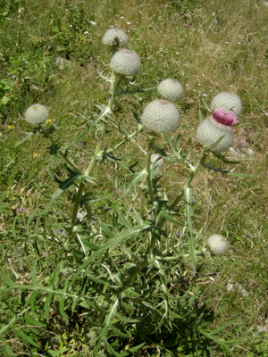 Cirsium eriophorum06 sl.JPG © Pinky sl