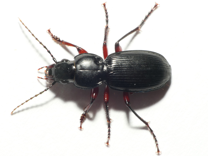 Pterostichus madidus (Fabricius, 1775) &copy; Dick Belgers