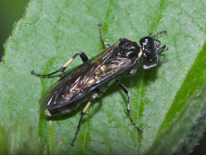 Macrophya alboannulata A. Costa, 1859 &copy; Jur Heijnen