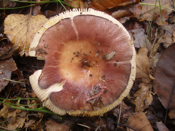 Russula vesca Fr., 1836 &copy; Tjerk Nawijn