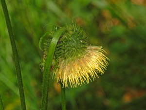 Asteraceae - Cirsium erisithales-004.JPG © Hectonichus