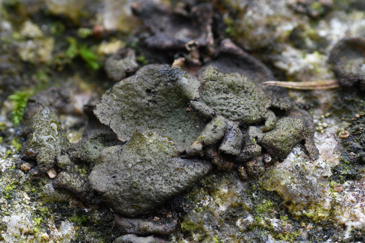Umbilicaria deusta (L.) Baumg., 1790 &copy; Bert de Ruiter