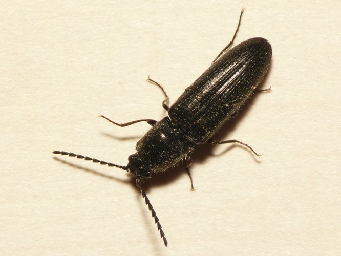 Limonius minutus (Linnaeus, 1758) &copy; Dick Belgers