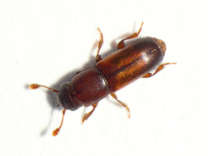 Pityophagus ferrugineus (Linnaeus, 1761) &copy; Dick Belgers