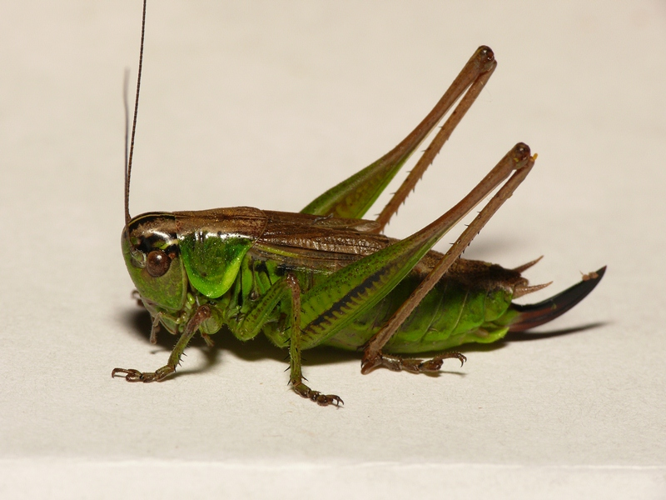 Roeseliana roeselii (Hagenbach, 1822) &copy; Dick Belgers