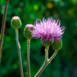IMG 7873-Cirsium monspessulanum.jpg © C T Johansson