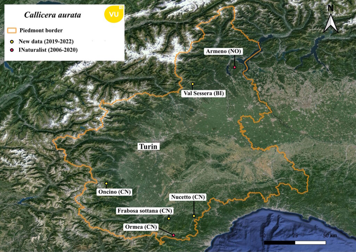 Callicera aurata (Rossi, 1790) &copy; Maritano U, Bianco L, Torta S