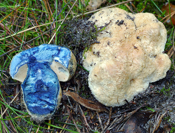 Gyroporus cyanescens, JHP-10.167 &copy; MycoKey / Jens H. Petersen