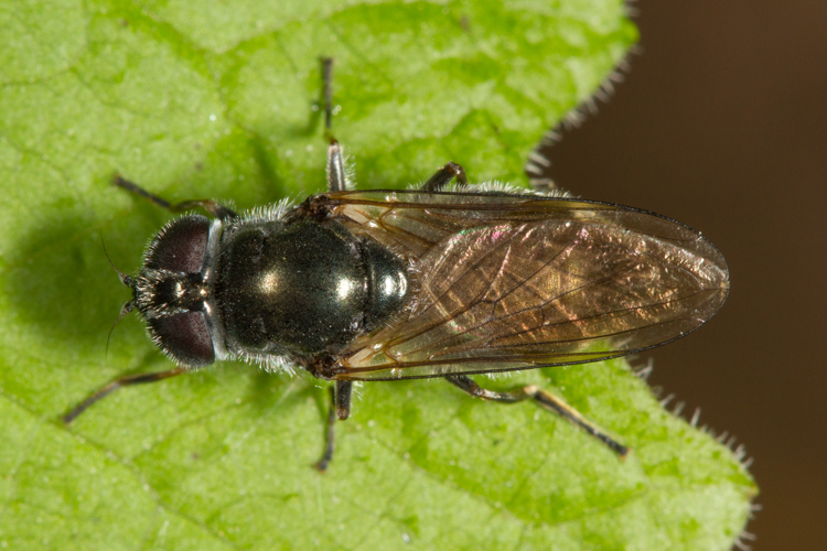 Cheilosia vulpina (Meigen, 1822) &copy; Sandra Lamberts