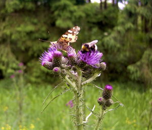 Sumpfkratzdistel uf1-1-.jpg © Commons