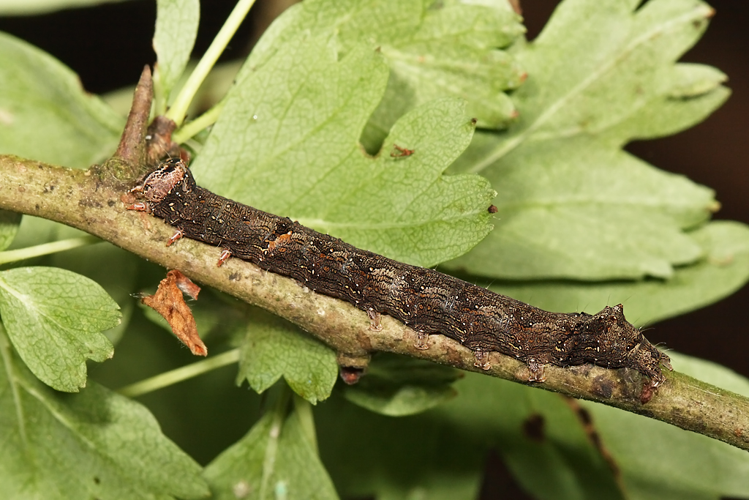 Allophyes oxyacanthae (Linnaeus, 1758) &copy; Marijke Kanters