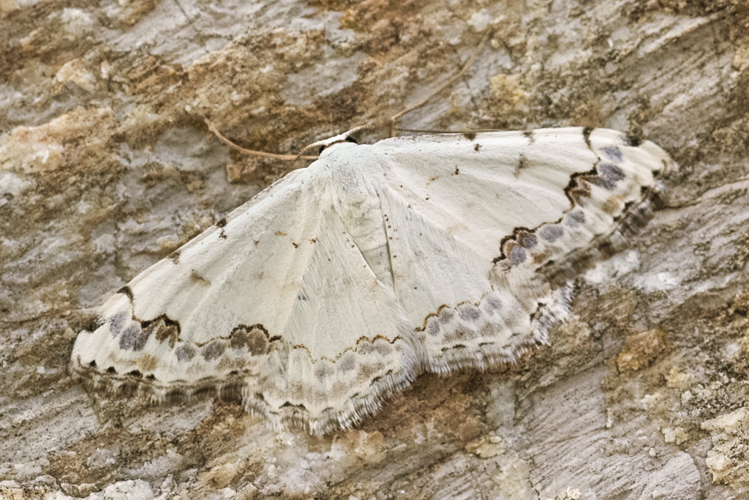 Scopula decorata (Denis & Schiffermüller, 1775) &copy; Steeman Chris