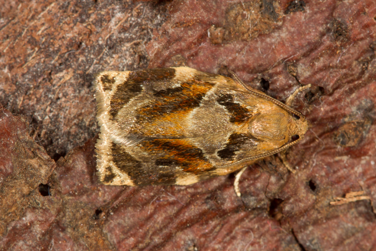 Archips xylosteana (Linnaeus, 1758) &copy; Sandra Lamberts