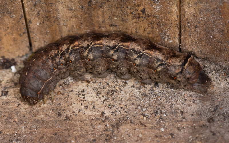 Mormo maura (Linnaeus, 1758) &copy; Wijnand van Buuren