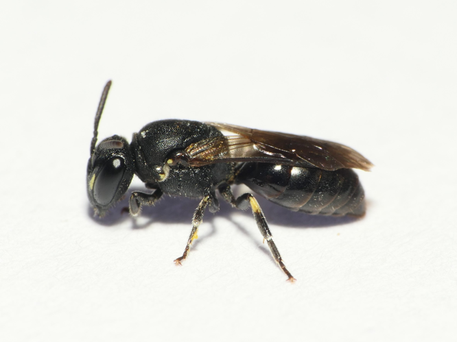 Hylaeus communis Nylander, 1852 &copy; Dick Belgers
