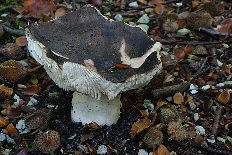 Russula cyanoxantha (Schaeff.) Fr., 1863 &copy; Hans Adema