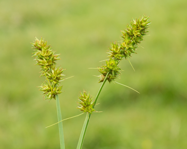 Carex otrubae Podp., 1922 &copy; Wijnand van Buuren