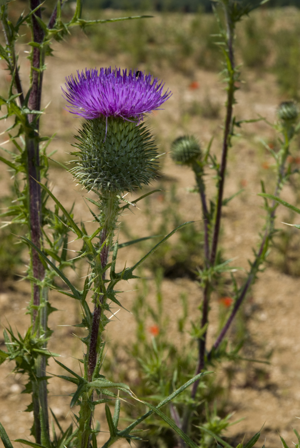 Cirsium vulgare carriere-fossoy 02 23062008 02.jpg © Olivier Pichard