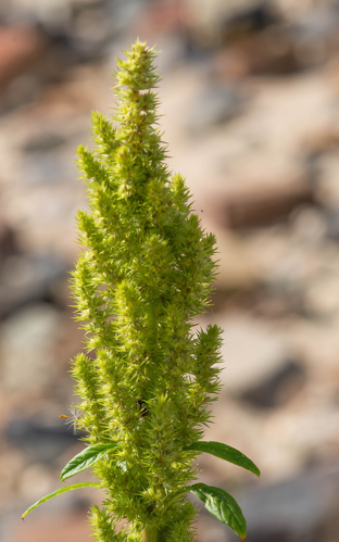 Amaranthus hybridus L., 1753 &copy; Wijnand van Buuren