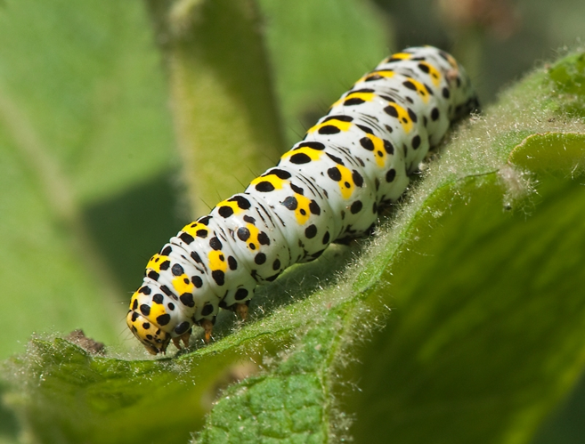 Cucullia verbasci (Linnaeus, 1758) &copy; Wijnand van Buuren