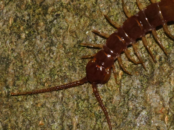 Lithobius forficatus (Linnaeus, 1758) &copy; Hans Jonkman