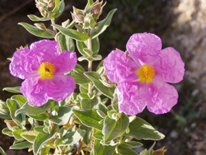 Cistus albidus flowers.jpg © Júlio Reis