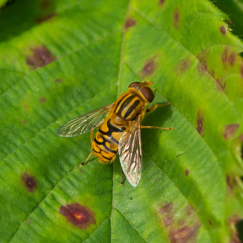 Parhelophilus versicolor (Fabricius, 1794) &copy; Wijnand van Buuren