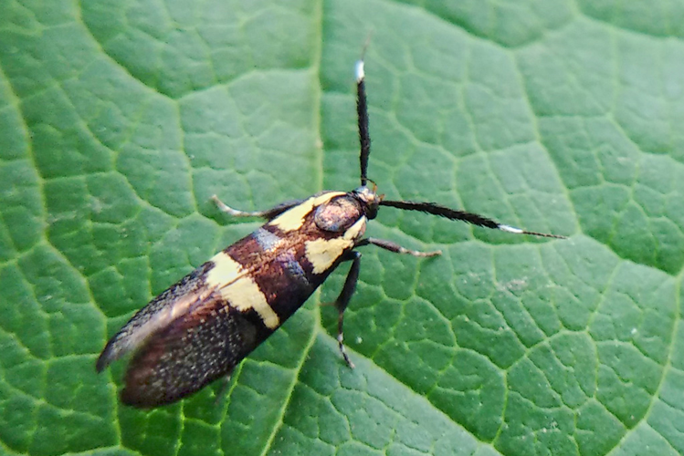 Dasycera oliviella (Fabricius, 1794) &copy; Valkov Radoslav
