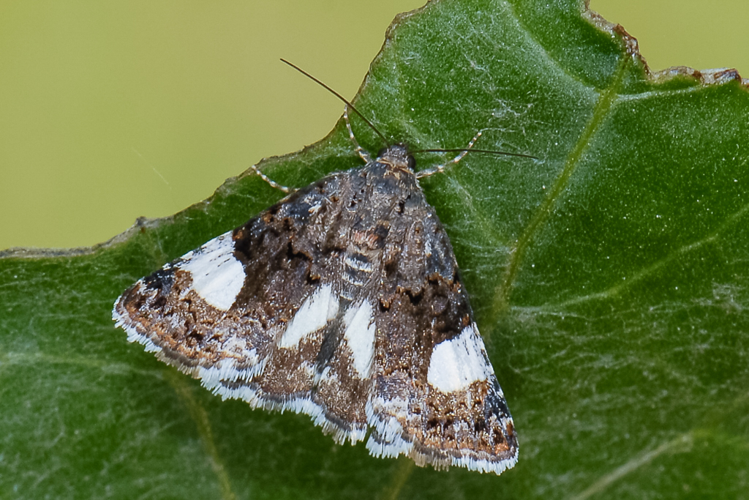 Tyta luctuosa (Denis & Schiffermüller, 1775) &copy; Steeman Chris