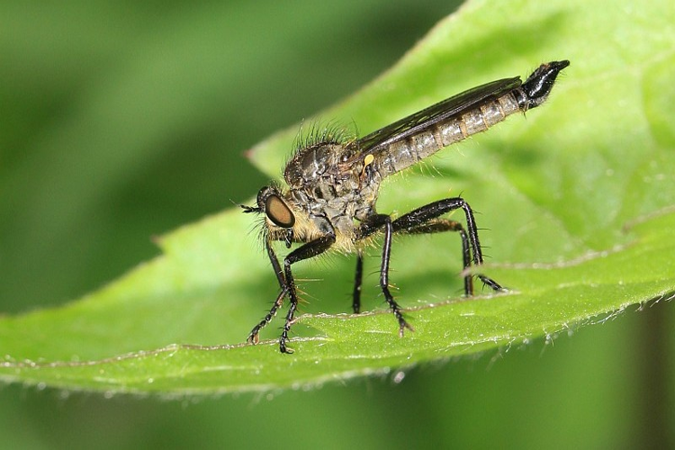 Didysmachus picipes (Meigen, 1820) &copy; Lex van Leur