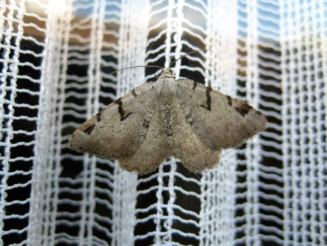 Macaria wauaria (Linnaeus, 1758) &copy; Martien van den Heuvel