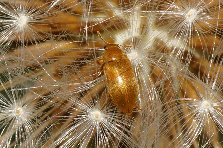 Byturus tomentosus (De Geer, 1774) &copy; Hans Jonkman