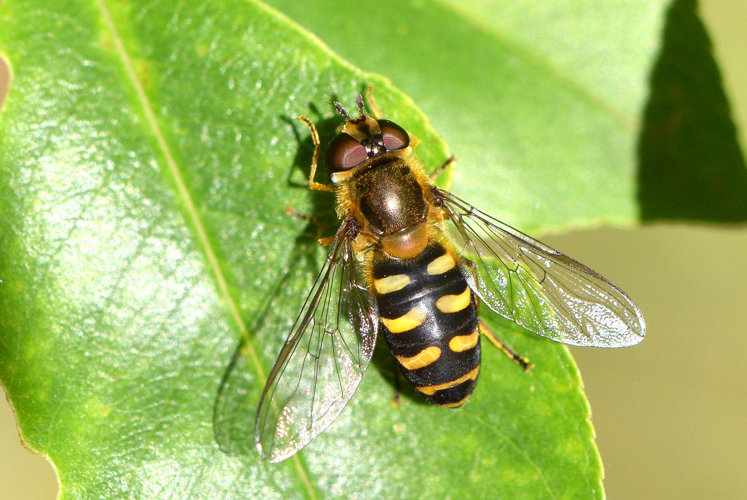 Lapposyrphus lapponicus (Zetterstedt, 1838) &copy; Bert Oving