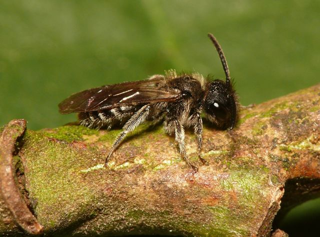 Andrena minutula (Kirby, 1802) &copy; Dick Belgers