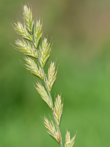 Lolium multiflorum Lam., 1779 &copy; Wijnand van Buuren