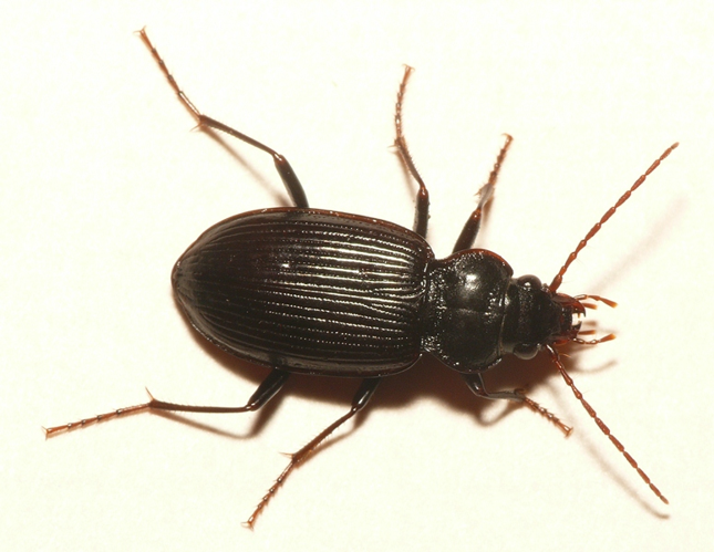Nebria brevicollis (Fabricius, 1792) &copy; Dick Belgers