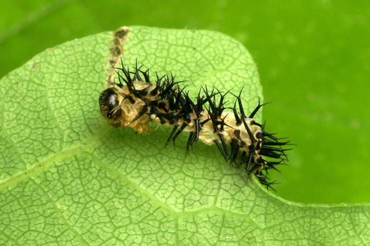 Periclista pubescens (Zaddach, 1859) &copy; Henk van Woerden