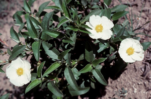 Cistus laurifolius2LEST.jpg © Leif Stridvall