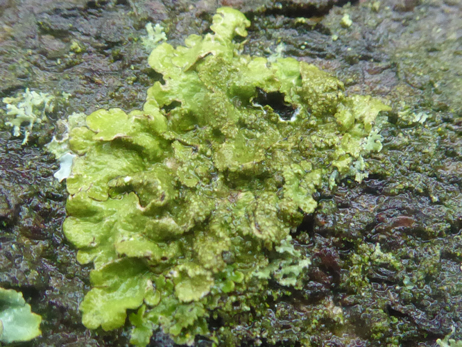 Melanelixia subaurifera (Nyl.) O.Blanco, A.Crespo, Divakar, Essl., D.Hawksw. & Lumbsch, 2004 &copy; Tjerk Nawijn