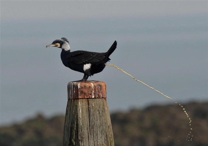 Phalacrocorax carbo sinensis (Staunton, 1796) &copy; Louis Westgeest