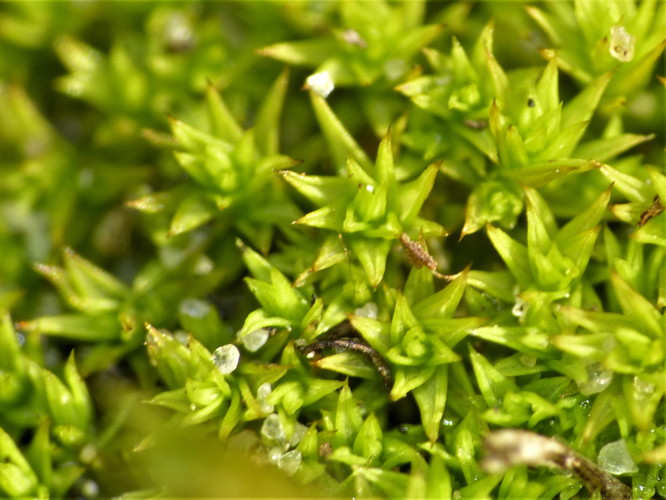 Pseudocrossidium hornschuchianum (Schultz) R.H.Zander, 1979 &copy; Koen Verhoogt
