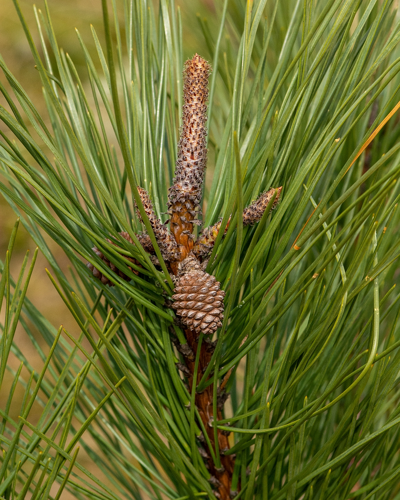 Pinus pinaster Aiton, 1789 &copy; Wijnand van Buuren