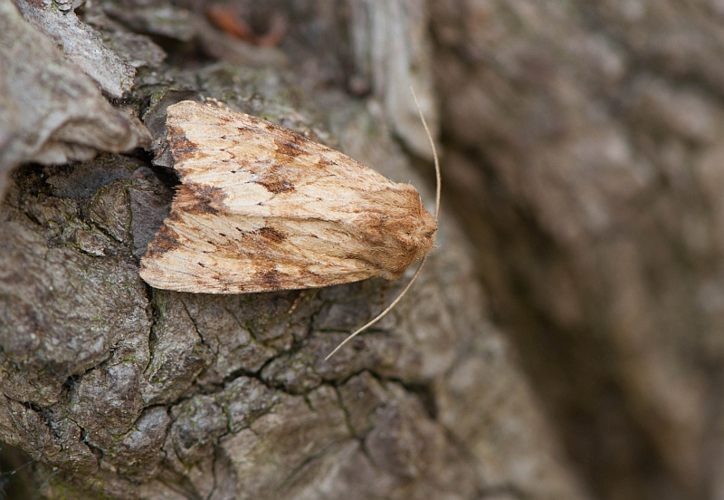 Apamea sublustris (Esper, 1788) &copy; Wijnand van Buuren