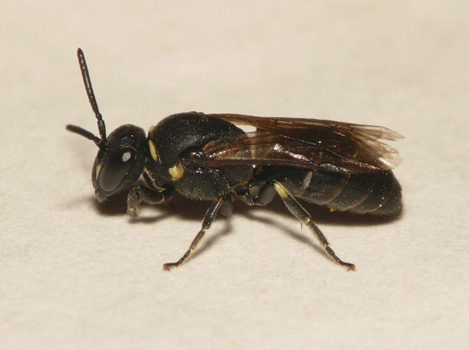 Hylaeus confusus Nylander, 1852 &copy; Dick Belgers