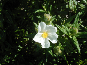 Cistus monspeliensis (Puntagorda) 01.jpg © Frank Vincentz