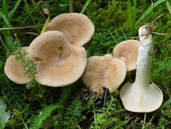 Infundibulicybe gibba, JHP-09.391 &copy; MycoKey / Jens H. Petersen