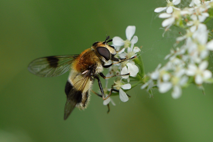 Leucozona lucorum (Linnaeus, 1758) &copy; Bert Oving