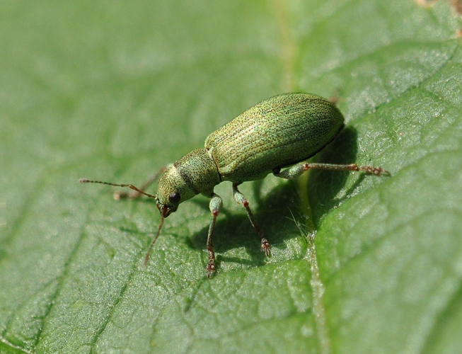 Pachyrhinus lethierryi (Desbrochers des Loges, 1875) &copy; Louis Westgeest